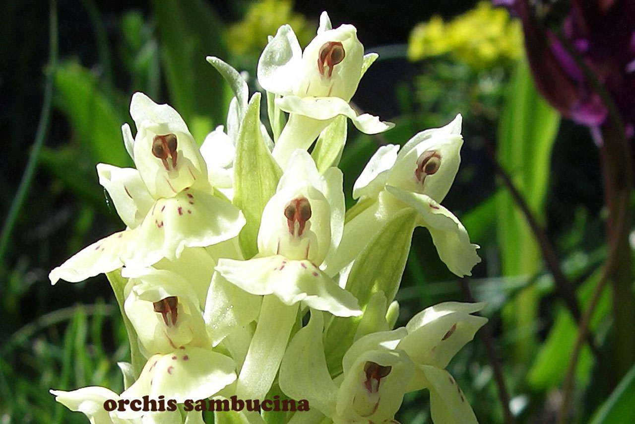 Orchis Sambucina